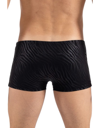 Boxer noir & gold Zebra